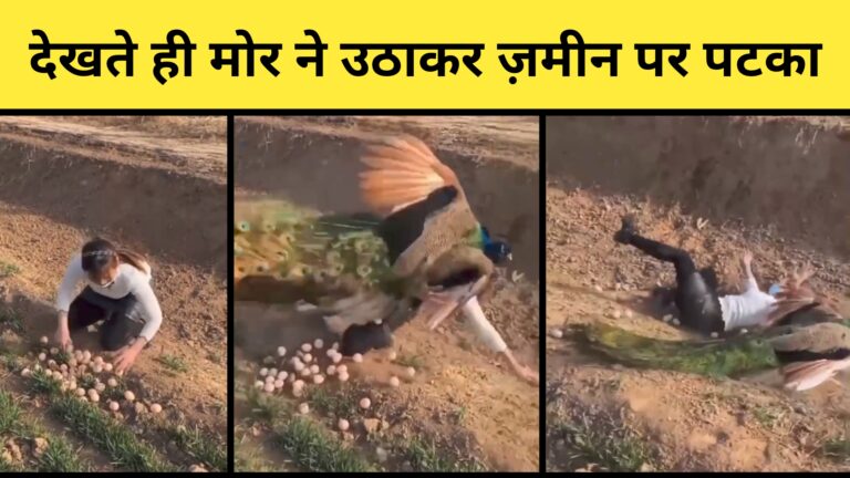 महिला ने चुराया मोर का अंडा, देखते ही मोर ने किया हमला, उठाकर ज़मीन पर पटका और फिर... - देखें वीडियो