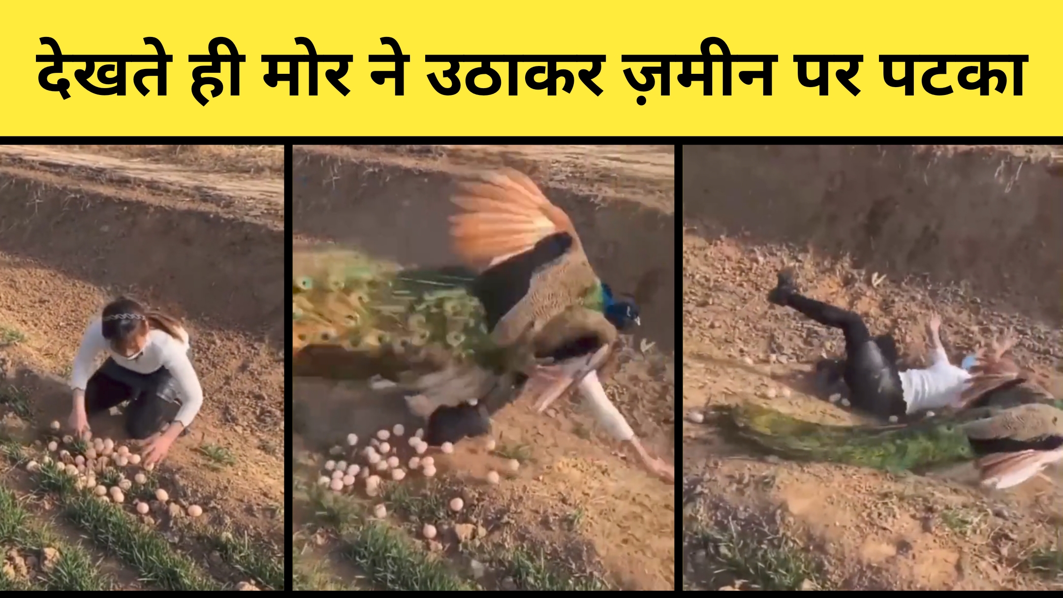 महिला ने चुराया मोर का अंडा, देखते ही मोर ने किया हमला, उठाकर ज़मीन पर पटका और फिर... - देखें वीडियो